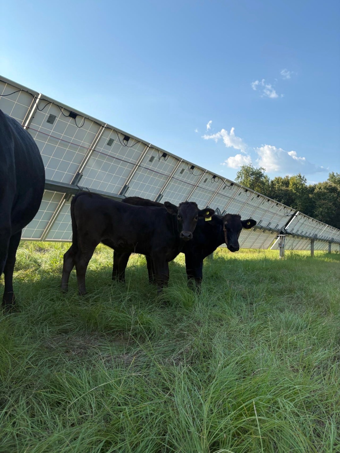 Calves under solar panels