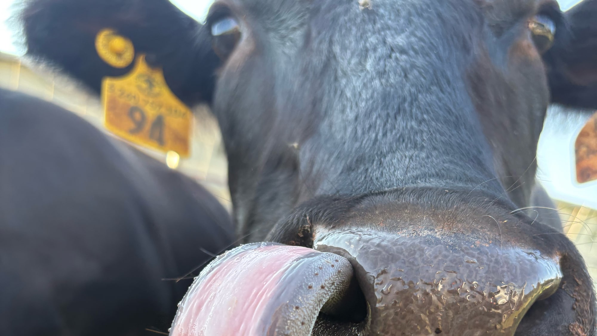 Ms Sweetie, registered Wagyu at Hidden Blessings Farm — warm editorial farm portrait