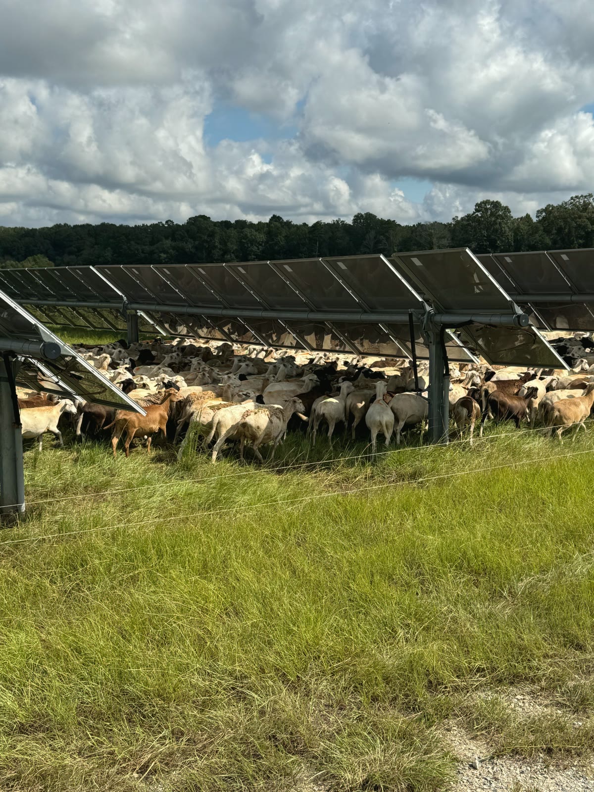 Katahdin hair sheep grazing under solar arrays along the drip line