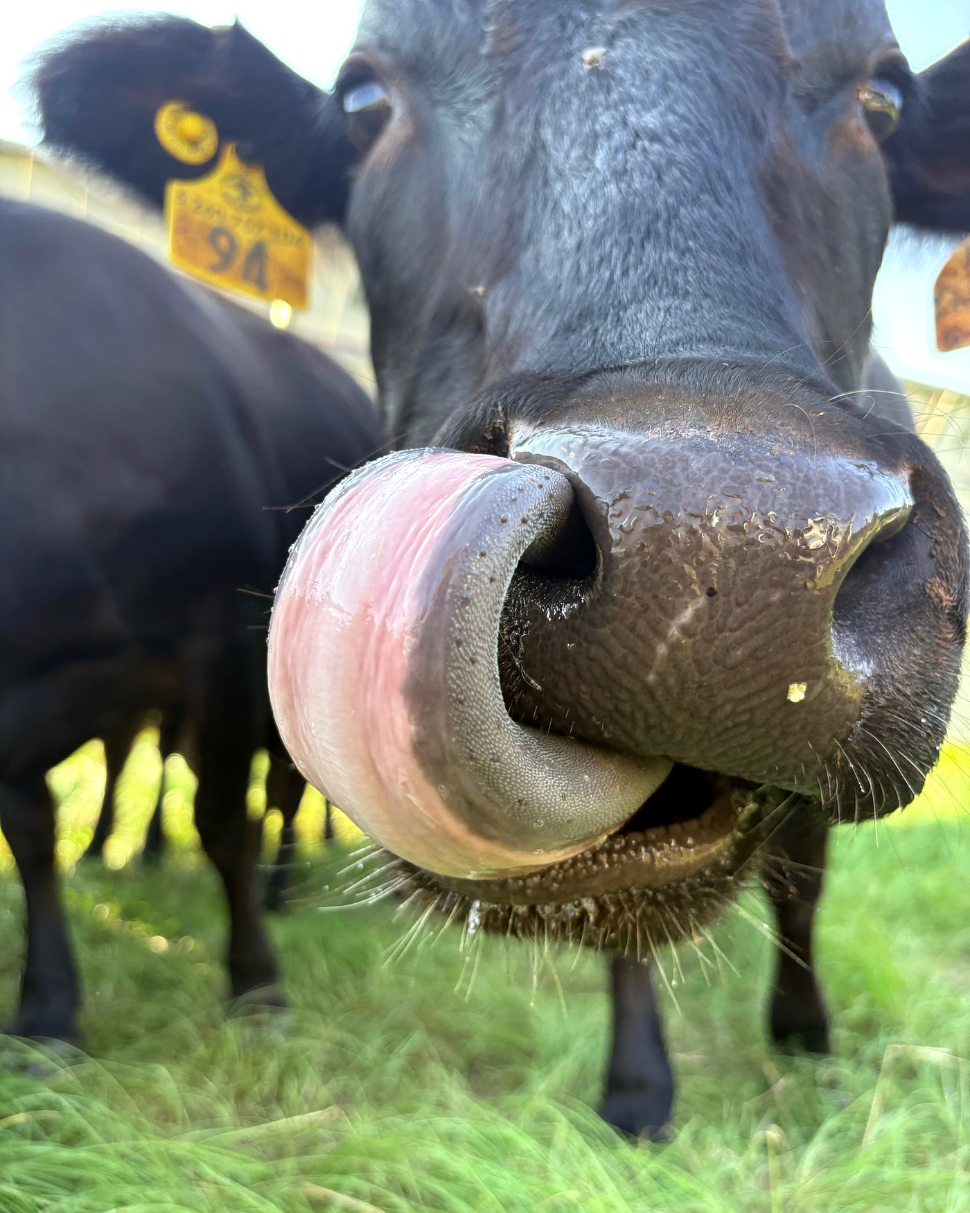 Ms Sweetie, registered black Wagyu — tongue and nose close-up